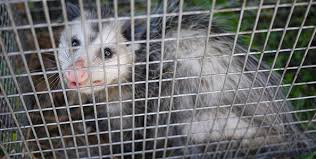 how to get rid of opossums possums