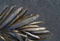 Is smelt fish healthy?