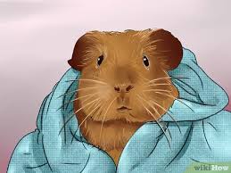 how to cut guinea pig claws 15 steps