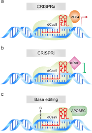 crispr cas9 based gene editing
