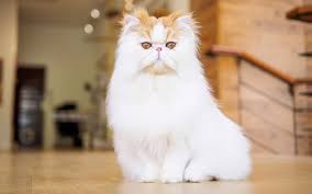 Their claws are retractable, and they have soft pads on the bottom of each paw. Persian Trupanion Cat Breed Guide
