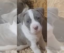 Our pup for sale is female, red and white, ataxia clear, and. View Ad American Staffordshire Terrier Litter Of Puppies For Sale Near Florida Summerfield Usa Adn 179447