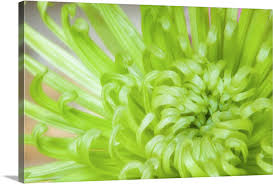 Green Chrysanthemum Wall Art Canvas