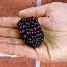 The blackberry is a member of the 'rosaceae' family just like the rose bush. Kiowa Blackberry Blackberry Plants Stark Bro S