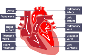 Image result for heart simple diagram