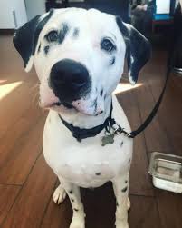 This site contains information about pitbull dalmation mix. Dalmatian Pitbull Mix Puppies Off 65 Www Usushimd Com