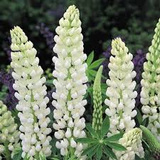 expert advice on growing lupins in the uk