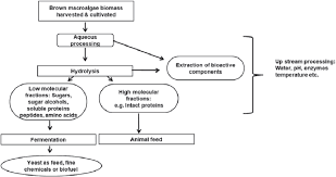Conceptual Flow Chart Of Brown Macroalgae Processing
