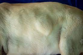 how much does dog lipoma surgery cost