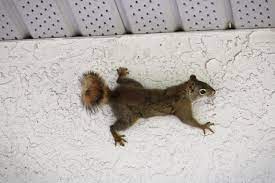 A Squirrel In Your House
