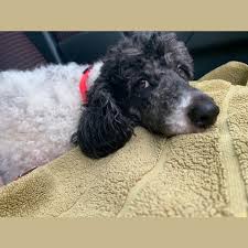 parti small female poodle dog in vic