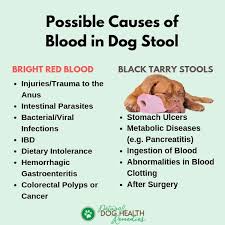 Seeing bright red blood in stool is no laughing matter, especially when it's your own poop. Causes Of Blood In Dog Stool And Home Remedies