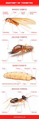 13 Different Types Of Termites Eating Houses All Over The World