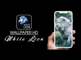white lion wallpaper 4k you