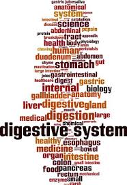digestive system word cloud concept