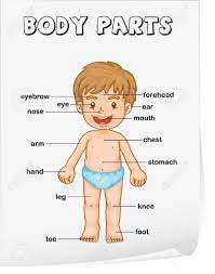 Our free body parts worksheets are great additional resources for you, perfect for revision. Pin On Cj