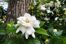 Grow And Care For Gardenia Plants