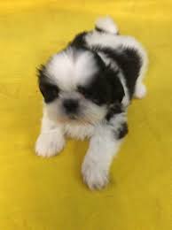Help it find a home, by telling your friends and earn points! Shih Tzu Puppies For Sale Murphy Nc 178133 Petzlover