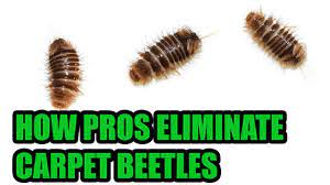 carpet beetles aren t bed bugs learn