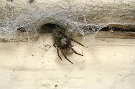 9 Ways To Get Rid Of Spiders In Your Garage