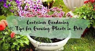 Tips For Growing Plants In Pots
