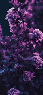 garden roses purple wallpapers purple