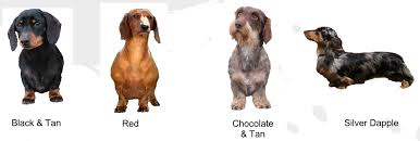 But one has to admit these creamed colored dogs are very lovely to look at. Buying A Dachshund The Dachshund Breed Council Uk