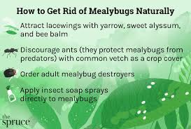 how to get rid of mealybugs naturally