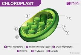 Chloroplast Diagram Structure And