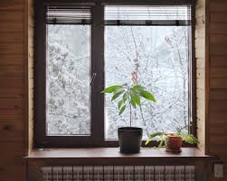 Bring Outdoor Plants Inside For Winter