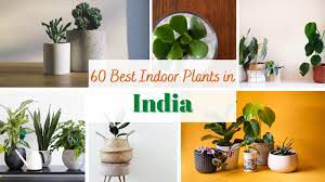 60 indoor plants names in india that