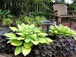 Landscaping With Hostas