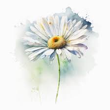 White Daisy Flowers Watercolor Paint