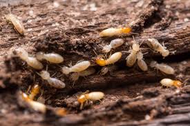 do it yourself termite control