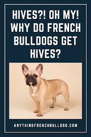 Fransız bulldogların bir çoğu yüzemez ve sıcak havaya karşı hassasiyetleri. Hives Oh My Why Do French Bulldogs Get Hives French Bulldog Dog Hives Bulldog