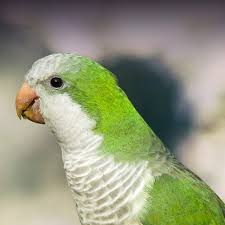 quaker parakeet personality food