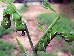 Tomato Hornworms And Other Caterpillars