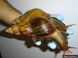 Giant African Land Snail - Snail Facts and Information