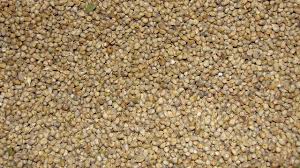 pearl millet health benefits and