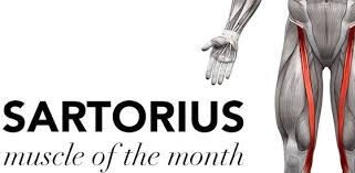 October 28, 2015 february 2, 2016. Muscle Of The Month The Sartorius Cms Fitness Courses