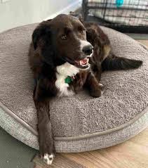 Search for dogs for adoption at shelters near jacksonville, nc. Adopted Abe English Springer Spaniel Border Collie Mix Jacksonville Nc
