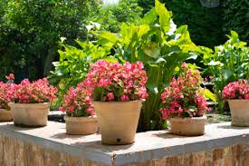 20 Flower Pot Ideas To Choose The Right