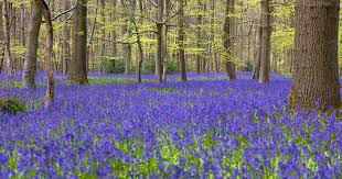 How To Plant And Grow English Bluebells