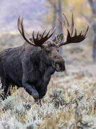 Moose facts and photos
