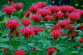 deer resistant native flowers to plant