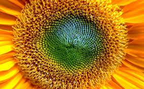 When you love nature and the beauty it provides. 100 Sunflower Wallpapers Hd Download Free Backgrounds