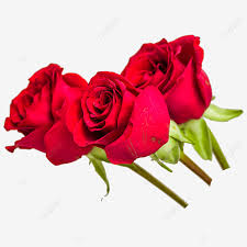 red rose flower png transpa