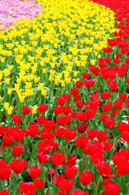 tulip flower bunch beauty tulip photo