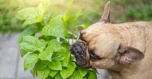 Why Is My Dog Eating Leaves Furtropolis