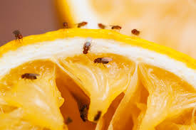 how to get rid of fruit flies diy